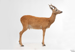 Whole Body Deer Animal photo references